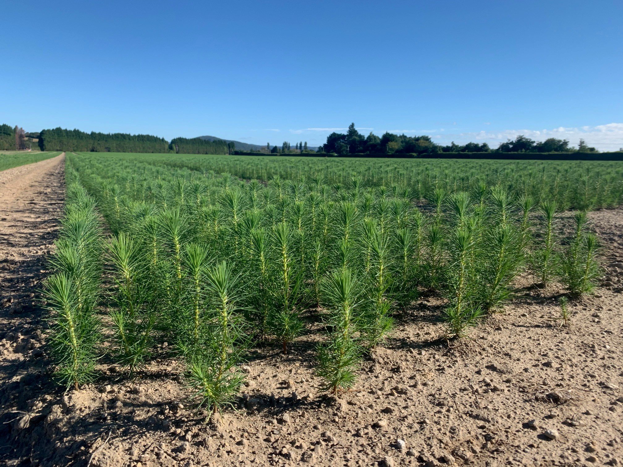 HOME - Suppliers of Radiata Pine planting stock